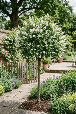 Deutzia gracilis halvstam