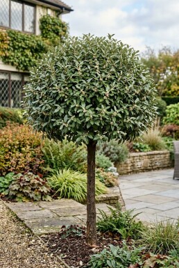 Elaeagnus ebbingei 'Compacta' Halvstam