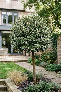 Elaeagnus ebbingei 'Compacta' Halvstam