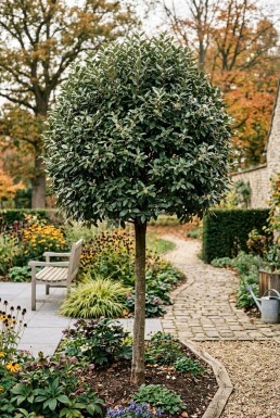 Elaeagnus ebbingei 'Compacta' Högstam