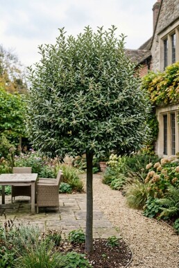 Elaeagnus ebbingei 'Compacta' Högstam