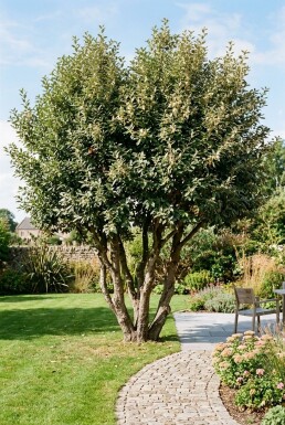 Elaeagnus ebbingei Flerstammig