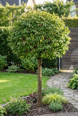 Euonymus alatus 'Compactus' Halvstam