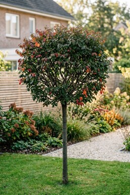 Euonymus alatus 'Compactus' Halvstam