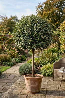 Elaeagnus ebbingei 'Compacta' Stamträd