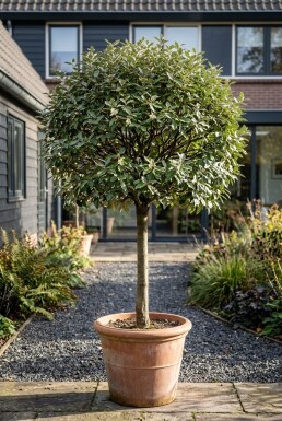 Elaeagnus ebbingei 'Compacta' Stamträd