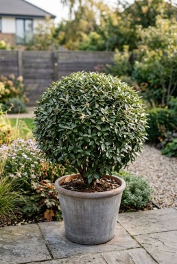 Elaeagnus ebbingei 'Compacta' Boll