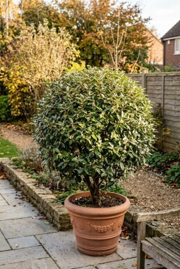 Elaeagnus ebbingei 'Compacta' Boll