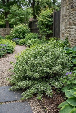 Euonymus fortunei 'Emerald Gaiety'