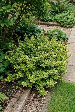 Euonymus fortunei 'Emerald 'n' Gold'
