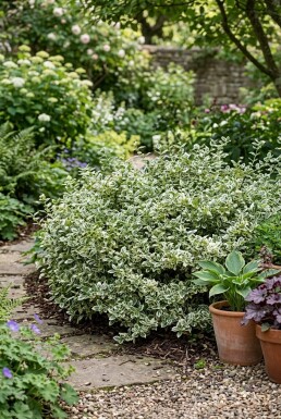 Euonymus fortunei 'Harlequin'