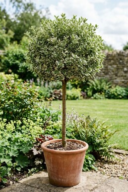 Euonymus fortunei 'Harlequin' på stam