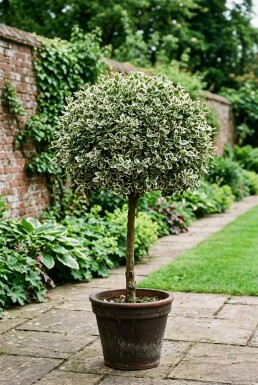 Euonymus fortunei 'Harlequin' på stam