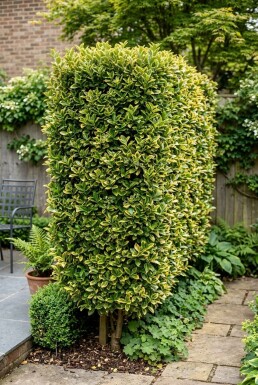 Euonymus japonicus 'Aureus' Skärm