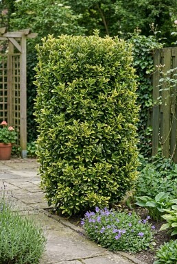 Euonymus japonicus 'Aureus' Skärm