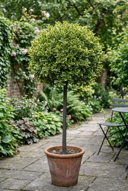 Euonymus japonicus 'Aureus' På stam