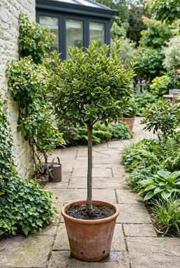 Euonymus japonicus 'Aureus' På stam