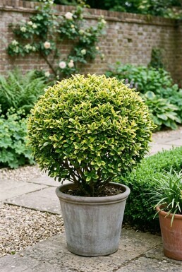 Euonymus japonicus 'Aureus' klot