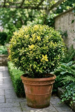 Euonymus japonicus 'Aureus' klot