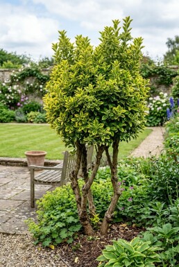 Euonymus japonicus 'Aureus' Flerstammig