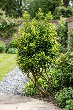 Euonymus japonicus 'Aureus' Flerstammig