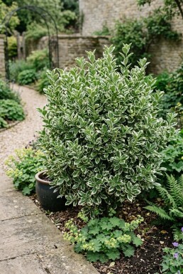 Euonymus japonicus 'Bravo'