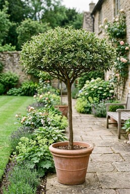 Euonymus japonicus 'Bravo' skärm