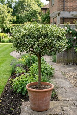 Euonymus japonicus 'Bravo' skärm