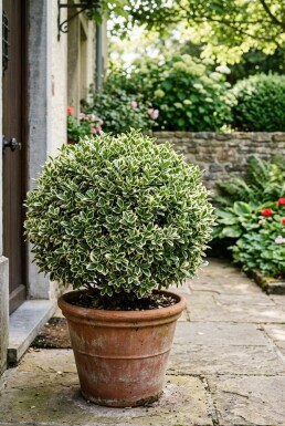 Euonymus japonicus 'Bravo' klot