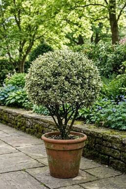 Euonymus japonicus 'Bravo' klot