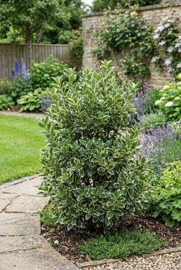 Euonymus japonicus 'Kathy'