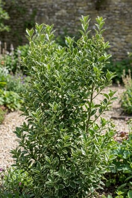 Euonymus japonicus 'Kathy'
