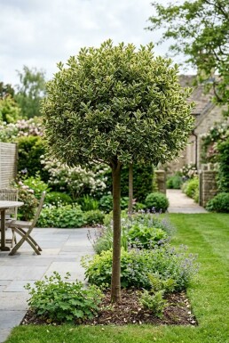 Euonymus japonicus 'Kathy' Halvstam
