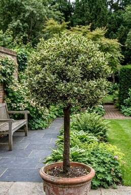 Euonymus japonicus 'Kathy' Halvstam