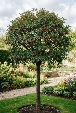 Euonymus phellomanus Halvstam