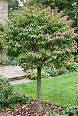 Euonymus phellomanus Halvstam