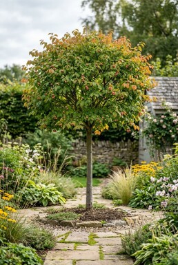 Euonymus planipes Halvstam