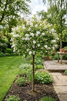 Exochorda racemosa 'Blushing Pearl®' Stammad