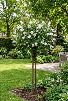 Exochorda racemosa 'Blushing Pearl®' Stammad