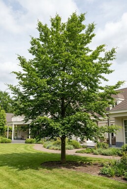 Fagus sylvatica halvstam stamhöjd 120 cm C15
