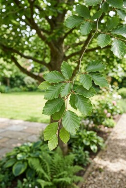 Fagus sylvatica halvstam stamhöjd 120 cm C15