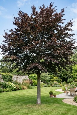 Fagus sylvatica 'Atropunicea' halvstam stamhöjd 120 cm C12