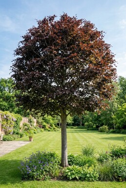 Fagus sylvatica 'Atropunicea' halvstam stamhöjd 120 cm C12