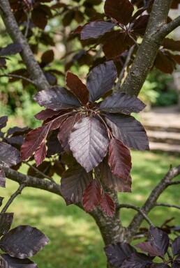 Fagus sylvatica 'Atropunicea' halvstam stamhöjd 120 cm C12