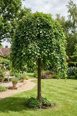 Fagus sylvatica 'Rohan Green Weeping' halvstam stamhöjd 120 cm C10