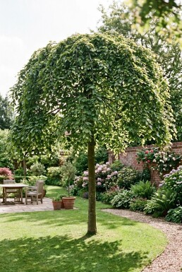 Fagus sylvatica 'Rohan Green Weeping' halvstam stamhöjd 120 cm C10