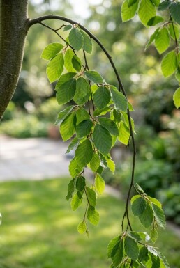 Fagus sylvatica 'Rohan Green Weeping' halvstam stamhöjd 120 cm C10