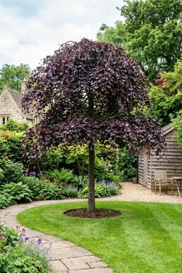Fagus sylvatica 'Rohan Weeping' hal stam 120 cm C10
