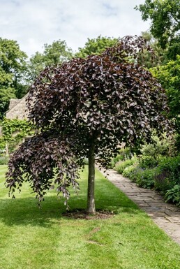 Fagus sylvatica 'Rohan Weeping' hal stam 120 cm C10