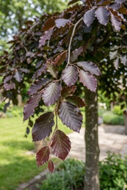 Fagus sylvatica 'Rohan Weeping' hal stam 120 cm C10